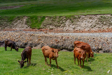 Close herd of grazing cattle above rocky riverbank in mountains