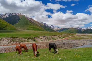 Grazing cows in wide alpine valley with snowy Caucasus backdrop