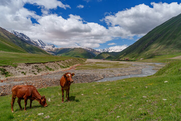 Grazing cows in wide alpine valley with snowy Caucasus backdrop