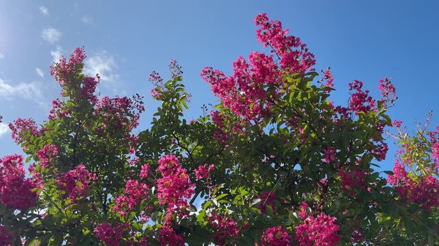 Lagerstroemia indica crape myrtle blooming bush. 