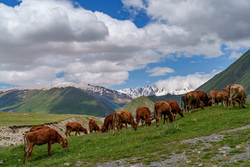 Line of grazing cows on alpine slope under dramatic mountain clouds