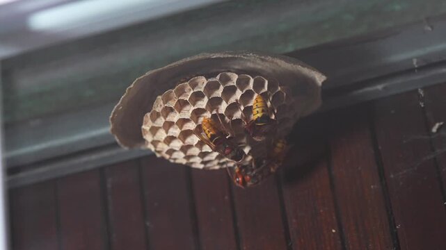 frelons, nid, Wasp nest, Hornet nest, nid de frelons 