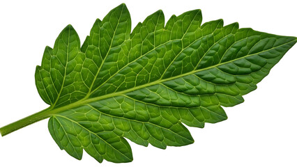 Obraz premium Single green leaf with serrated edges on black background