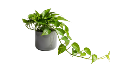 Green pothos plant in a gray pot isolated