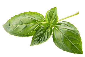 Basil leaf isolated on isolated background. Leaf of fresh basil