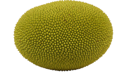 Close up of a whole green jackfruit on black background