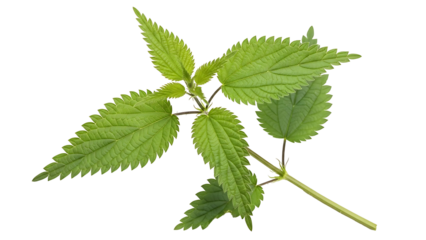 Green stinging nettle plant against black background