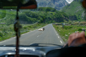 Cow blocking empty mountain road seen from inside moving car