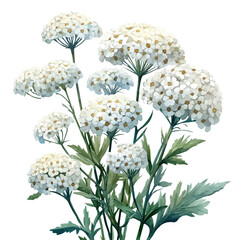 watercolor graphic of Achillea Flower illustration, isolated on a white background. © teralis