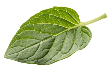 Oregano leaf. Fresh oregano on isolated background. Fresh green oregano leaves isolated.