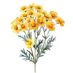 Achillea Flower, beautiful watercolor illustration, isolated on a white background, soft and delicate colors.
