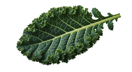 Single dark green kale leaf isolated on black background