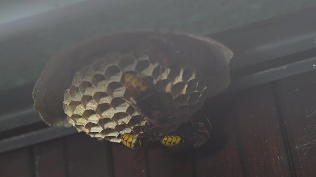 frelons, nid, Wasp nest, Hornet nest, nid de frelons 