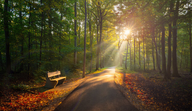 A sunlit forest path leads viewers toward a bright sunburst between the trees. Sun rays penetrate the dense foliage, creating a misty glow over the pathway. A wooden bench sits beside the trail