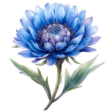 Centaurea Flower, whimsical watercolor vector illustration with vibrant highlights and delicate strokes, isolated on a white background.