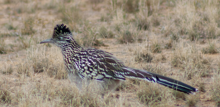 Greater Road Runner in the Permian Basin, West Texas