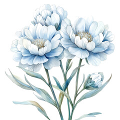 Obraz premium Candytuft Flower, playful watercolor vector painting with subtle shadowing and soft gradients, isolated on a white background.