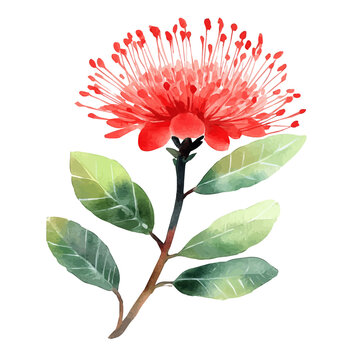 watercolor draw of Calliandra Flower, isolated on a white background.