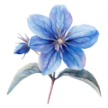 Borage Flower, elegant watercolor vector illustration with flowing lines and gentle color transitions, isolated on a white background.