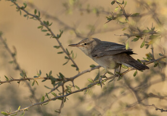 Upchers Warbler perched on bush at Hamala