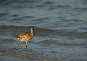 Portrait of a Eurasian curlew in the morning light at Busaiteen coast, Bahrain