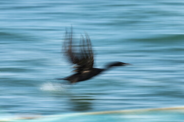 Obraz premium A motion blur image of Socotra cormorant takeoff at Busaiteen coast, Bahrain