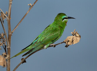 Blue-cheeked bee-eater perched on dry plant at Busaiteen coast, Bahrain
