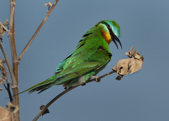 Closeup of a Blue-cheeked bee-eater preening at Busaiteen coast, Bahrain
