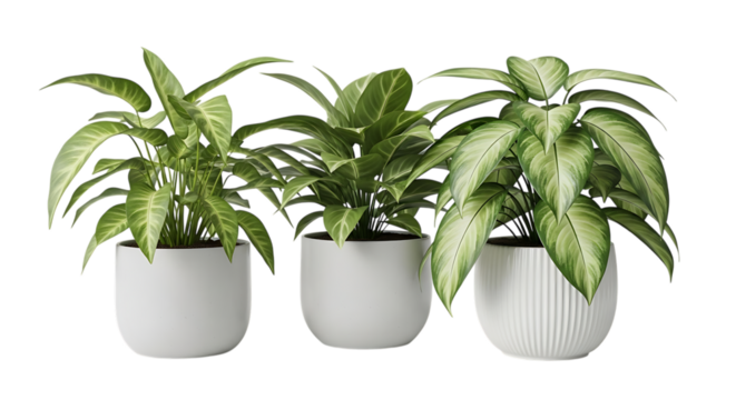 Potted plants, with variegated leaves in white planters, isolated on a transparent background, cutout, PNG - Powered by Adobe
