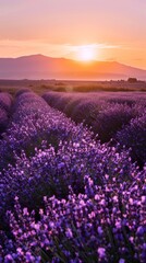 Fototapeta premium Lavender field at sunrise, purple flowers stretching into horizon, dreamy nature phone wallpaper.