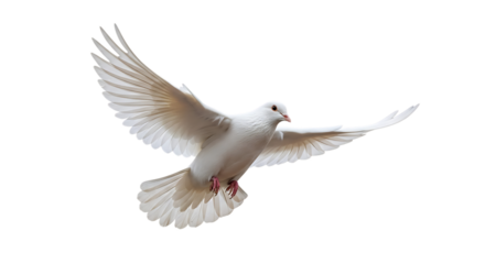 White dove, with wings spread wide in flight with detailed feathers and pink feet, isolated on a transparent background, cutout, PNG