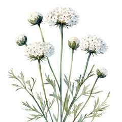 Queen Annes Lace Flower, watercolor clipart vector, isolated on a white background.