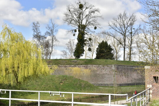Lierre autour d'un arbre mort sur les ramparts de la citadelle de Lille (France)