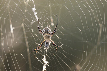 En el centro de la tela de araña, una trampa mortal.
Araña tejedora de esfera negra y amarilla 