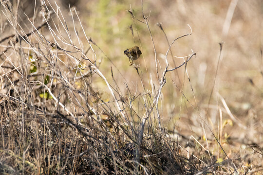 En el momento justo dio el salto a volar este Mosquitero com&uacute;n (Phylloscopus collybita)