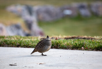 Quail on a path in Utah 