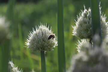 bee on a flower
