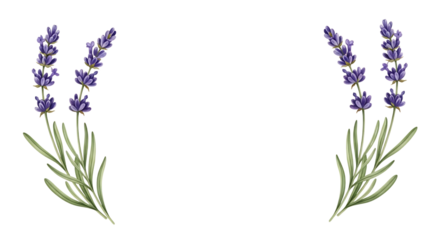Sprigs of lavender, with green leaves, isolated on a transparent background, cutout, PNG