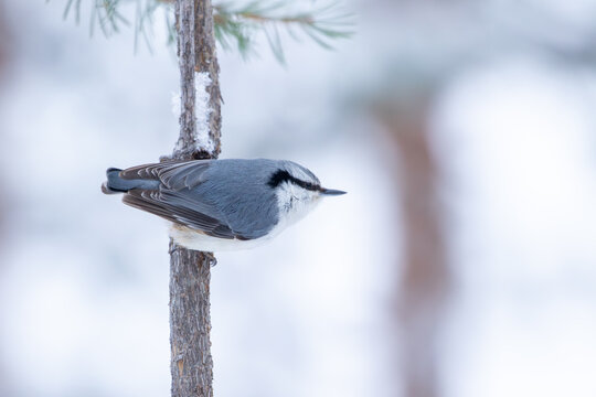 Eurasian nuthatch (Sitta europaea) perched on thin pine trunk in winter, Northern Finland