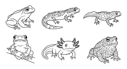 Collection of amphibians in detailed line art style