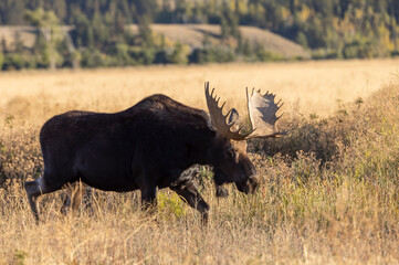 Bull Moose in Autumn in Grand Teton National Park Wyoming