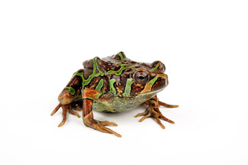 Madagascan Burrowing Frog // Madagaskar-Engmaulfrosch, Madagaskar-Marmorkrötchen (Scaphiophryne madagascariensis)