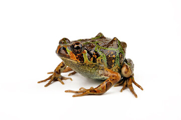 Madagascan Burrowing Frog // Madagaskar-Engmaulfrosch, Madagaskar-Marmorkrötchen (Scaphiophryne madagascariensis)