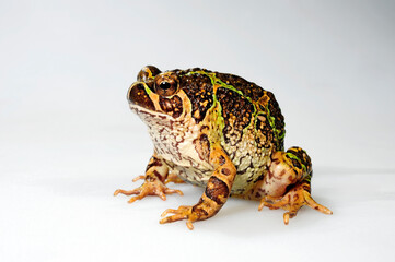 Madagascan Burrowing Frog // Madagaskar-Engmaulfrosch, Madagaskar-Marmorkrötchen (Scaphiophryne madagascariensis)