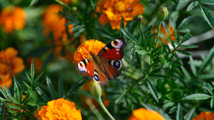 A peacock butterfly (aglais io) sitting on a marigold flower. Close up.