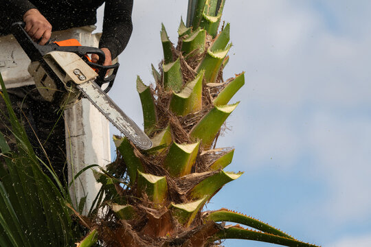 Worker pruning a palm tree with a tree saw