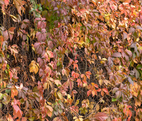 autumn leaves background