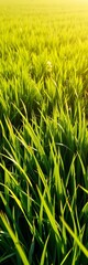 Fototapeta premium Verdant green grass texture, sunlit fields, natural backdrop, spring meadow, summer pasture, serene, outdoor