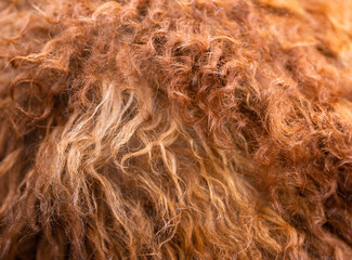 brown fur background