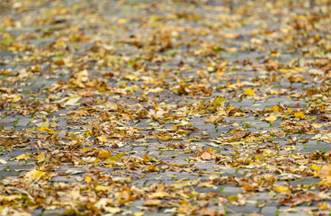 yellow leaves on the ground